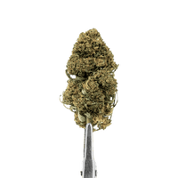 Grape Ape HDH