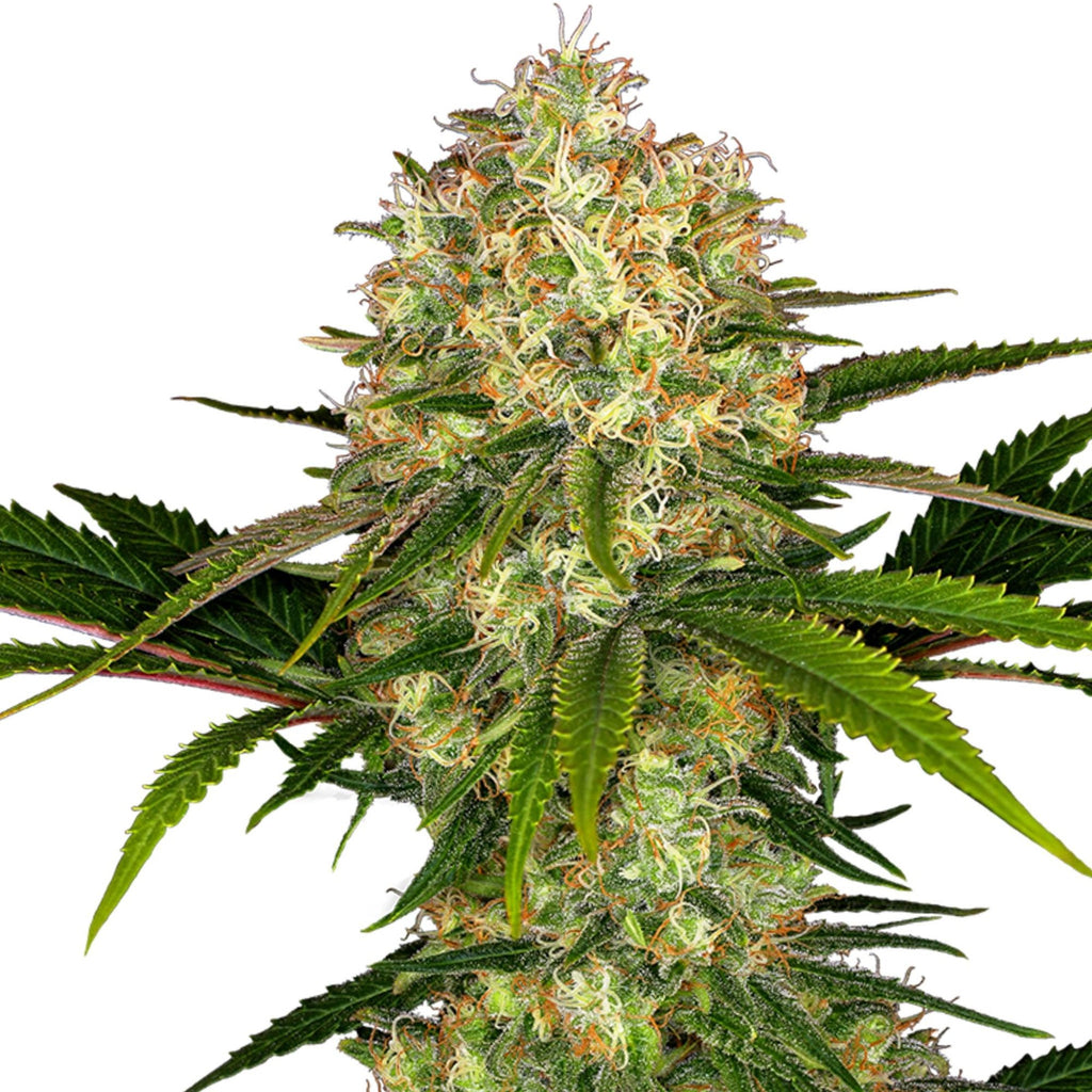 GRAINES CBD - Amnesia Sativa L. (rapide) (2)