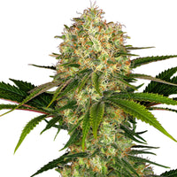 GRAINES CBD - Amnesia Sativa L. (rapide) (2)