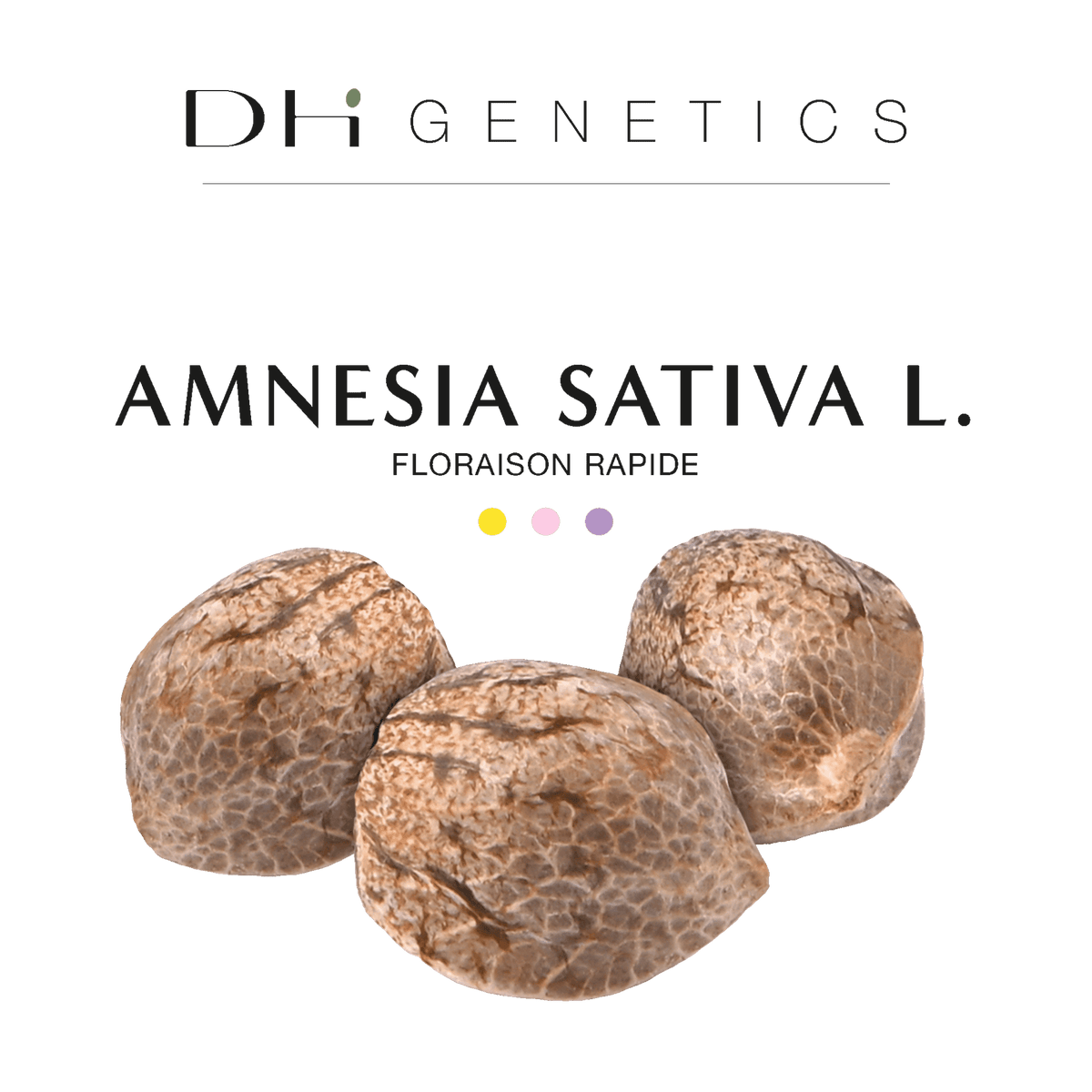 GRAINES CBD - Amnesia Sativa L. (rapide)