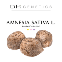 GRAINES CBD - Amnesia Sativa L. (rapide)