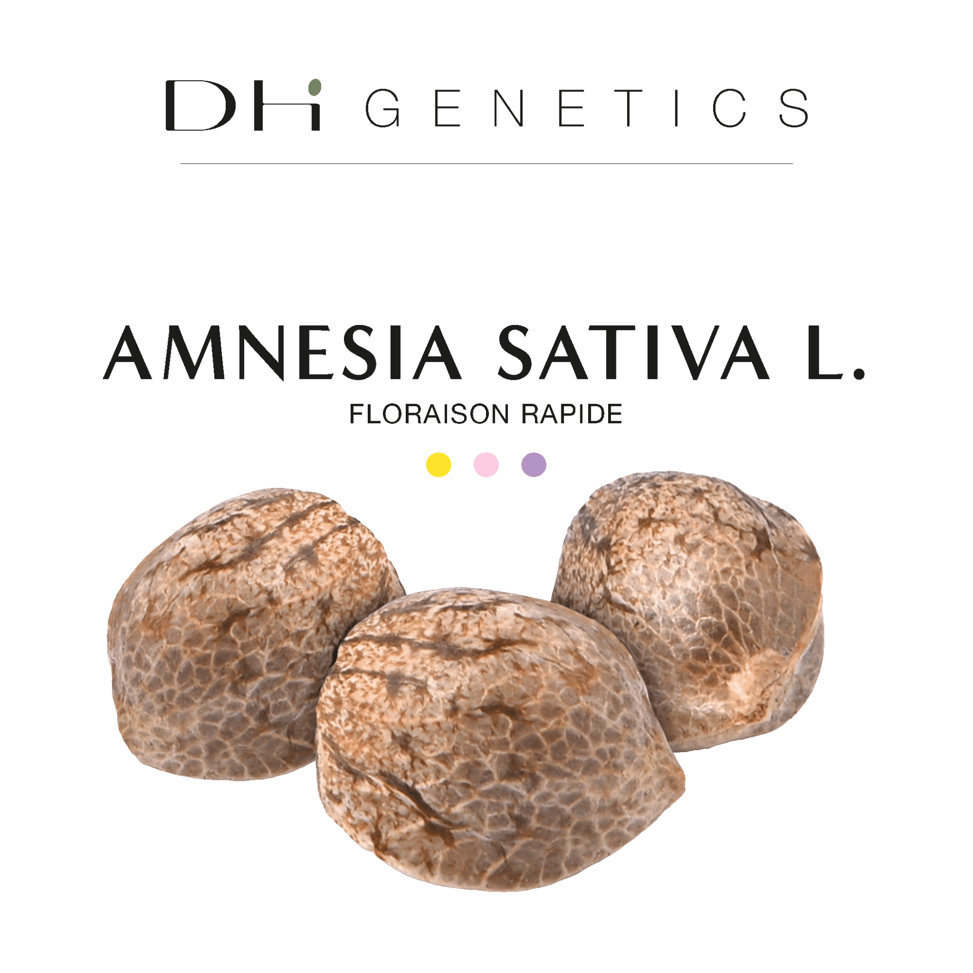 GRAINES CBD - Amnesia Sativa L. (rapide)