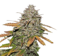 GRAINES CBD - Bruce Banner (2)