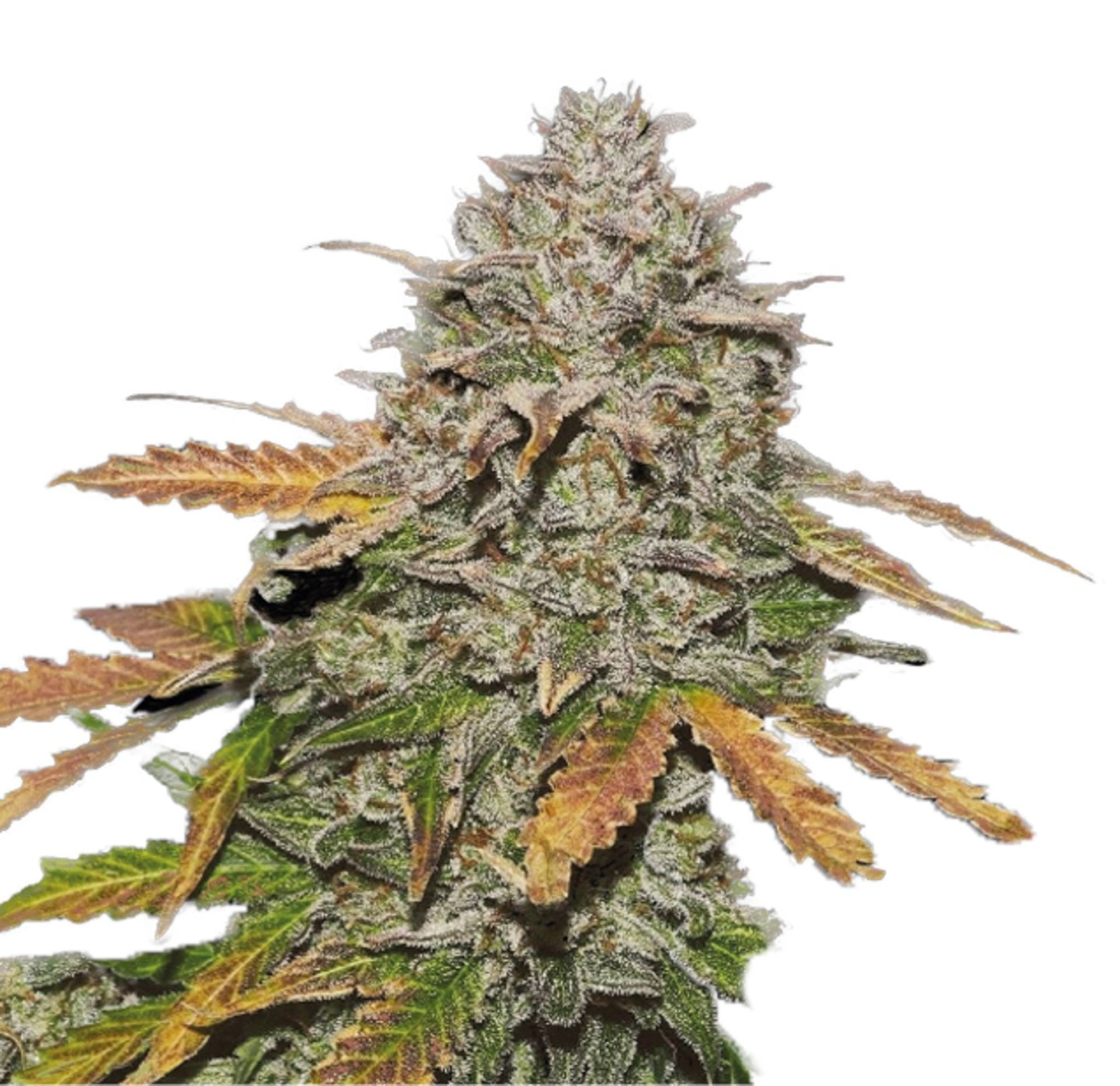 GRAINES CBD - Bruce Banner (2)