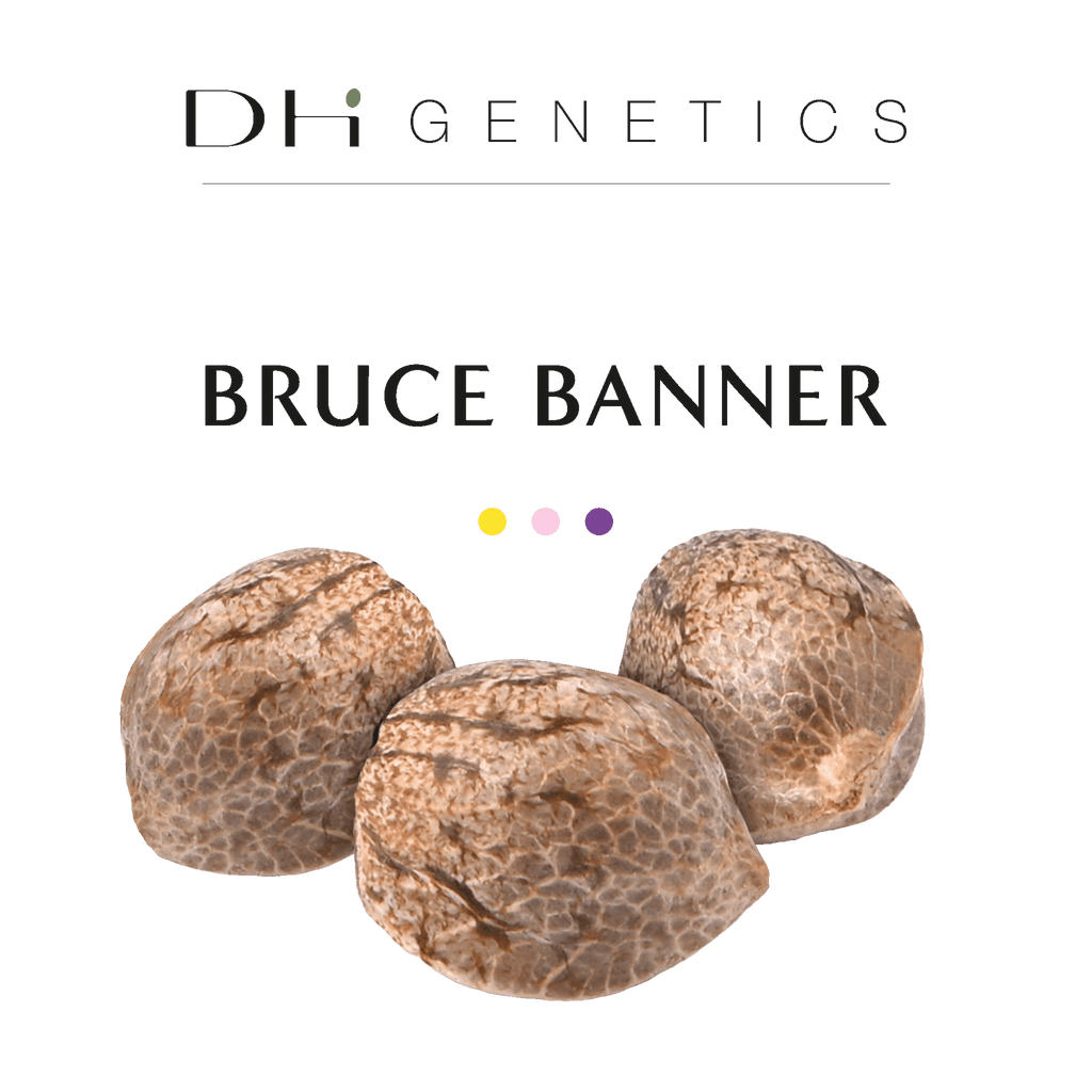 GRAINES CBD - Bruce Banner