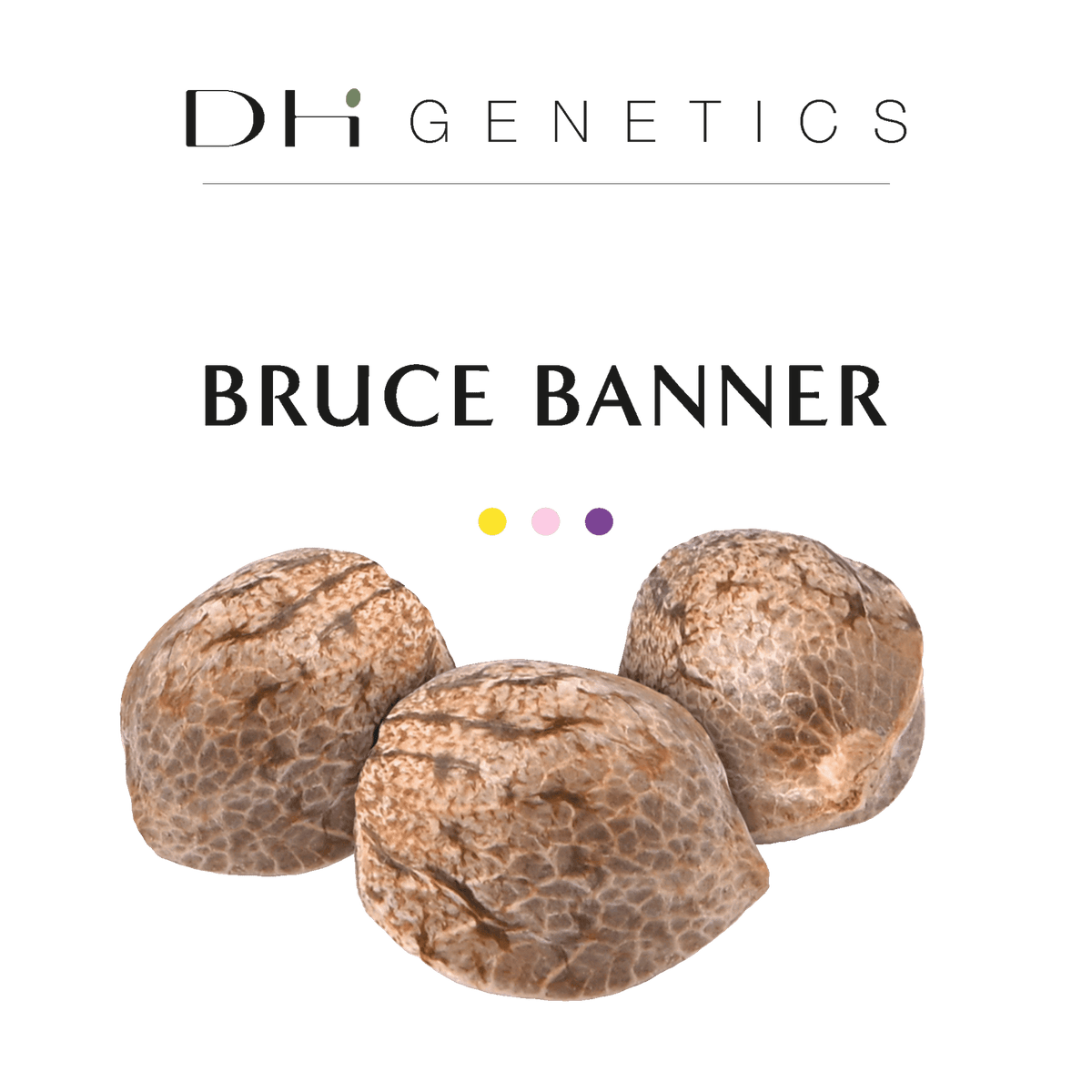 GRAINES CBD - Bruce Banner