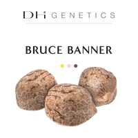GRAINES CBD - Bruce Banner