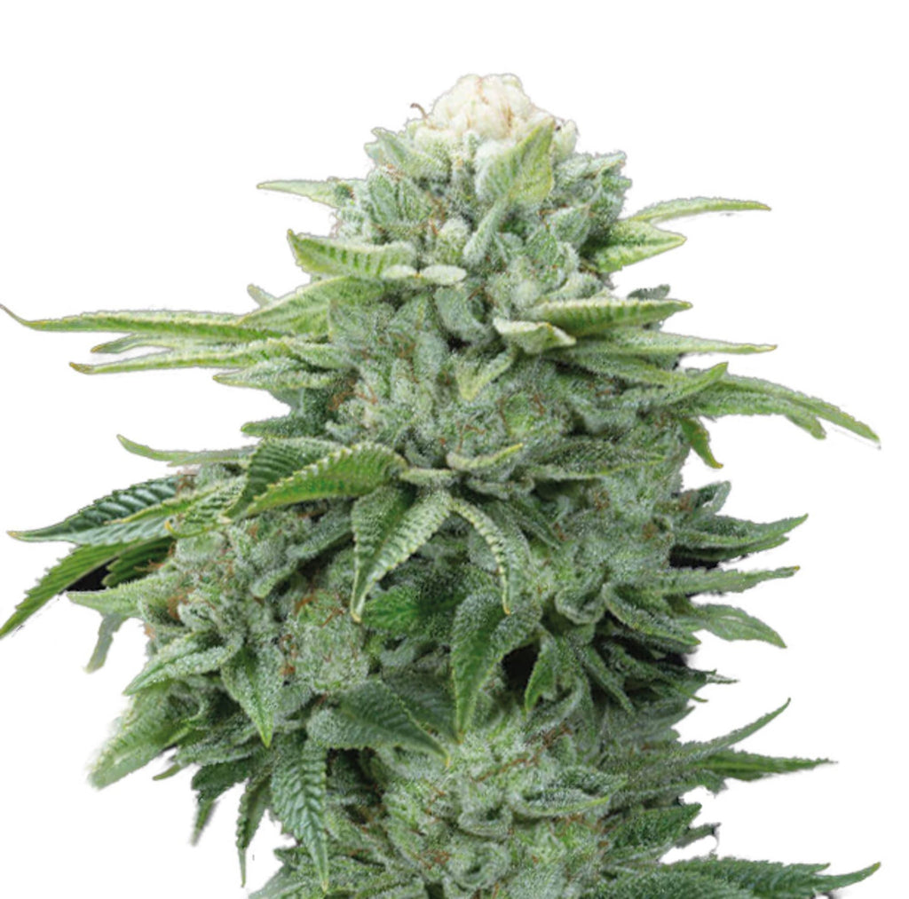 GRAINES CBD - Gorilla Glue (2)