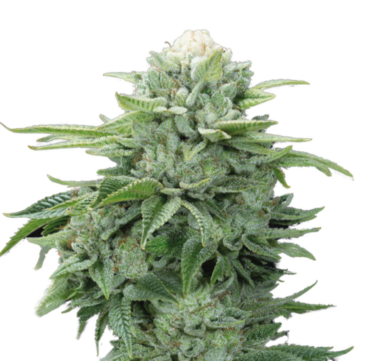 GRAINES CBD - Gorilla Glue (2)