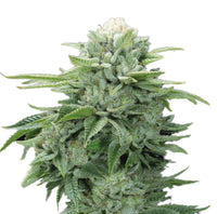 GRAINES CBD - Gorilla Glue (2)