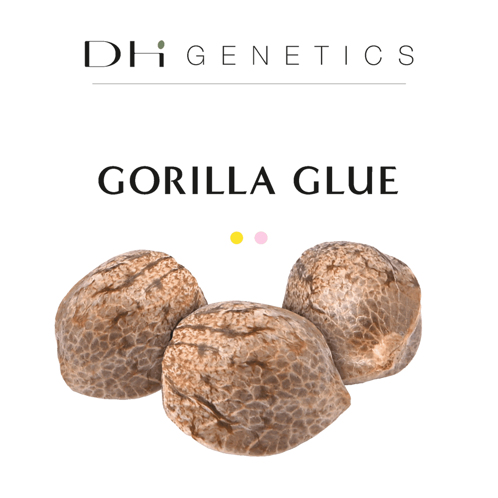 GRAINES CBD - Gorilla Glue
