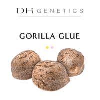 GRAINES CBD - Gorilla Glue