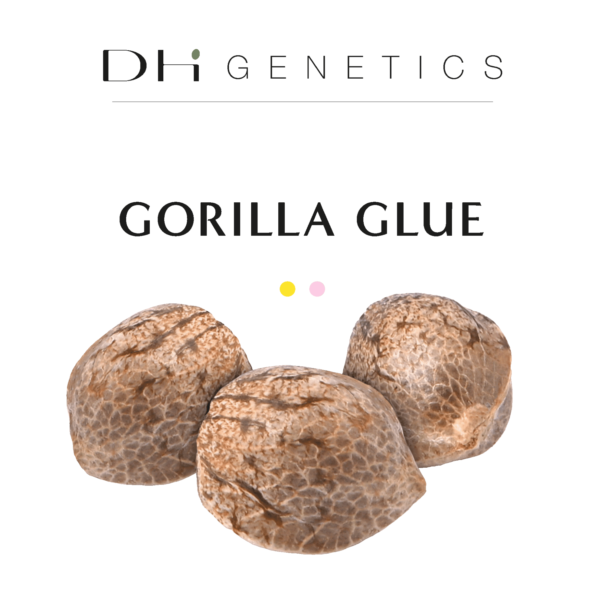 GRAINES CBD - Gorilla Glue