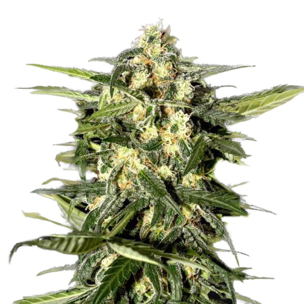 GRAINES CBD - Jack Horreur Automatique (2)