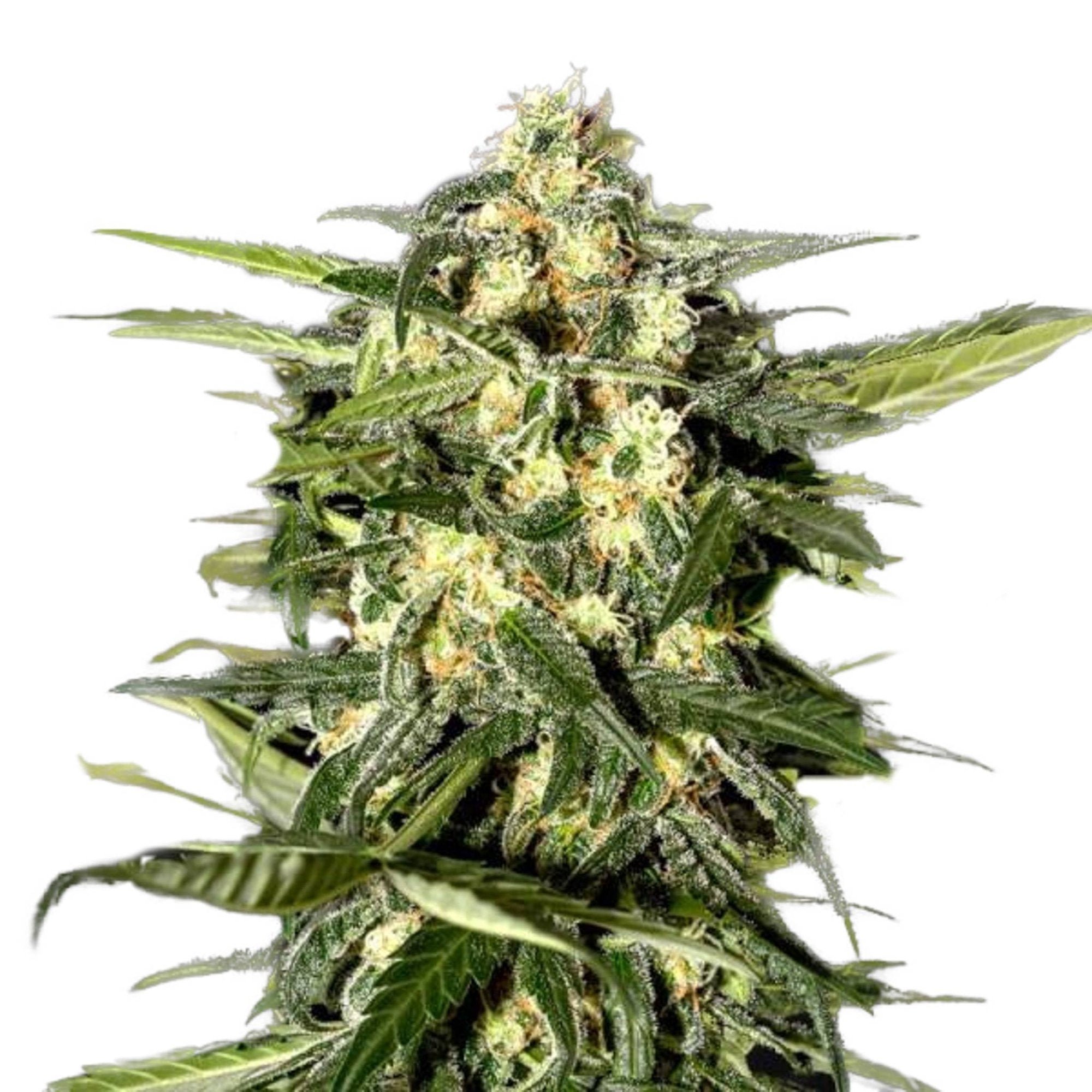 GRAINES CBD - Jack Horreur Automatique (2)