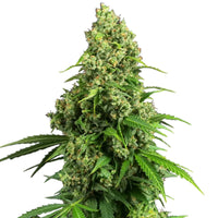 GRAINES CBD - Limoncello CBG (2)