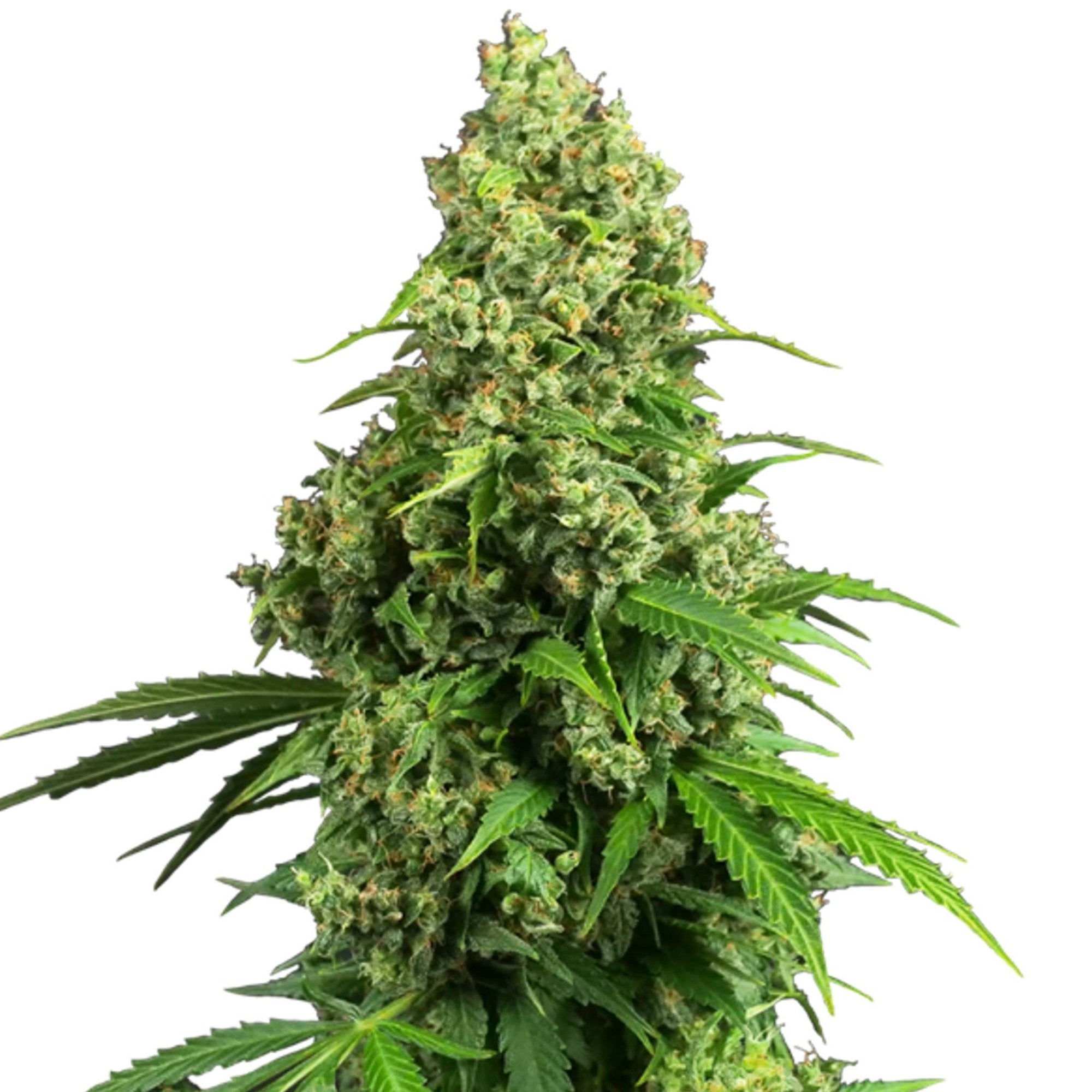GRAINES CBD - Limoncello CBG (2)