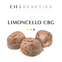 GRAINES CBD - Limoncello CBG