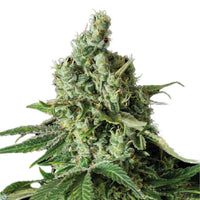GRAINES CBD - Moby Dick (2)