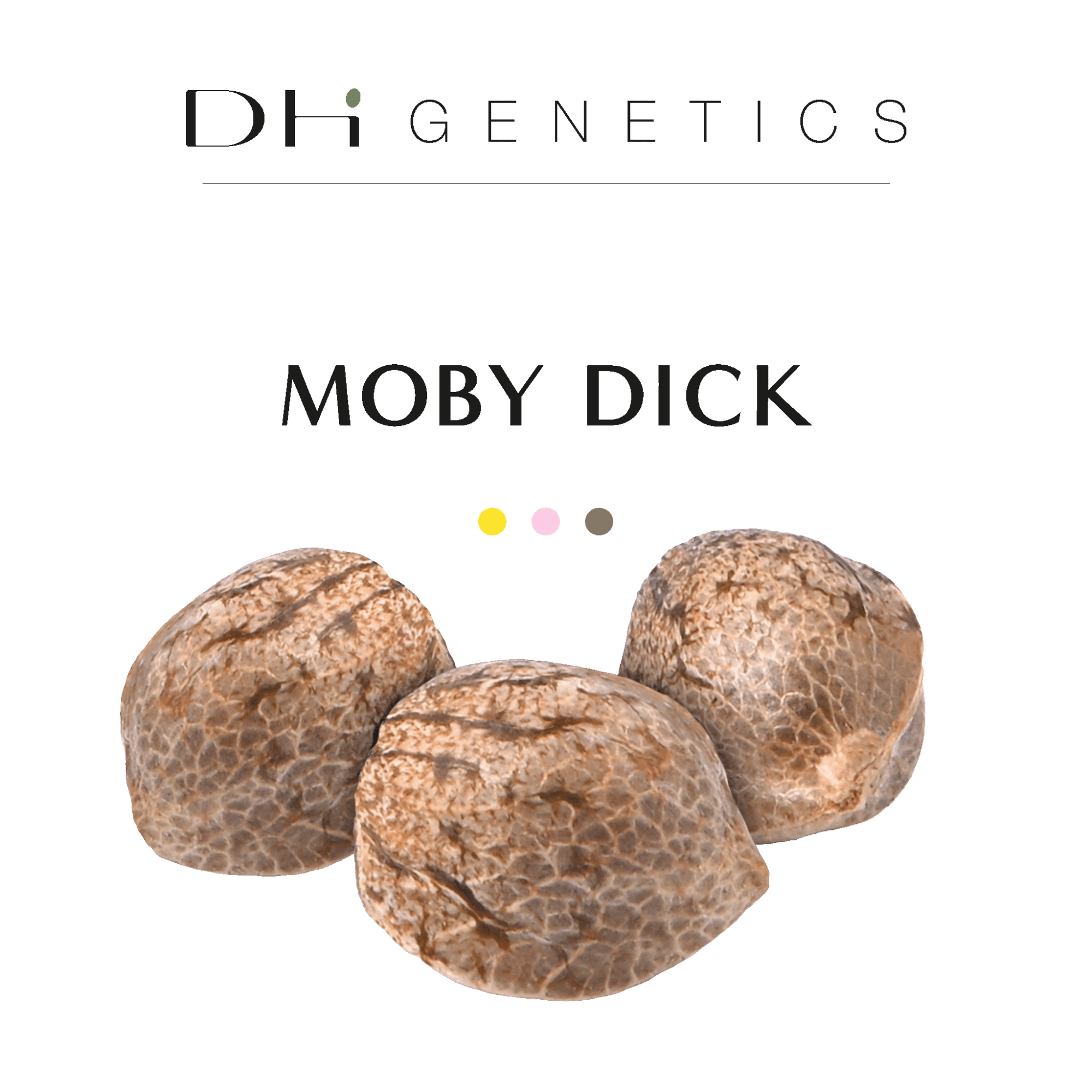 GRAINES CBD - Moby Dick