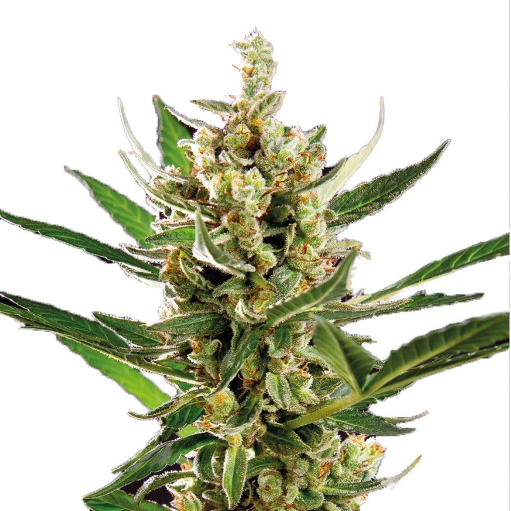 GRAINES CBD - Orange Sorbet (2)