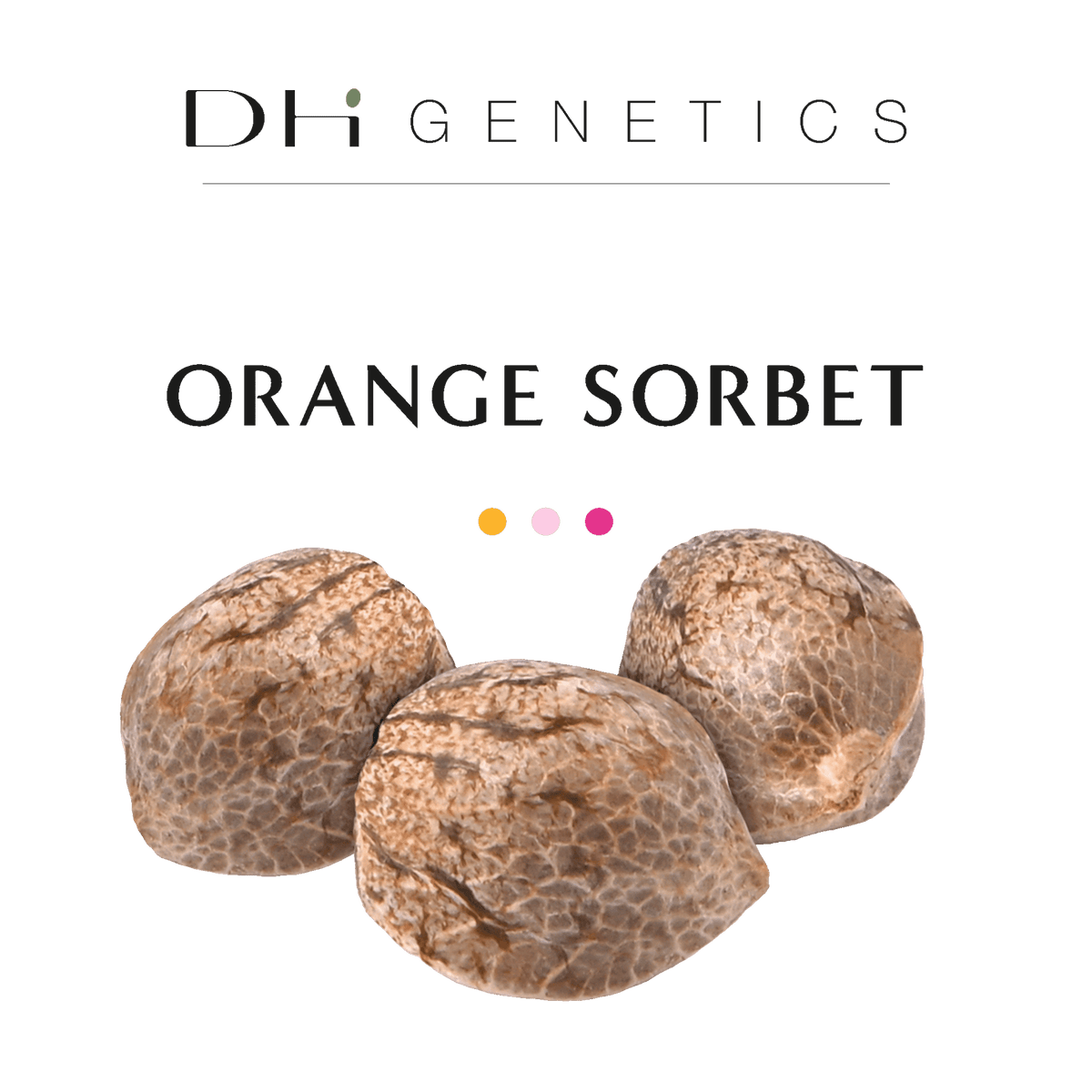 GRAINES CBD - Orange Sorbet