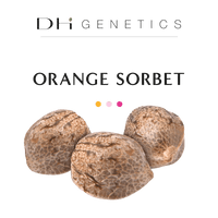 GRAINES CBD - Orange Sorbet