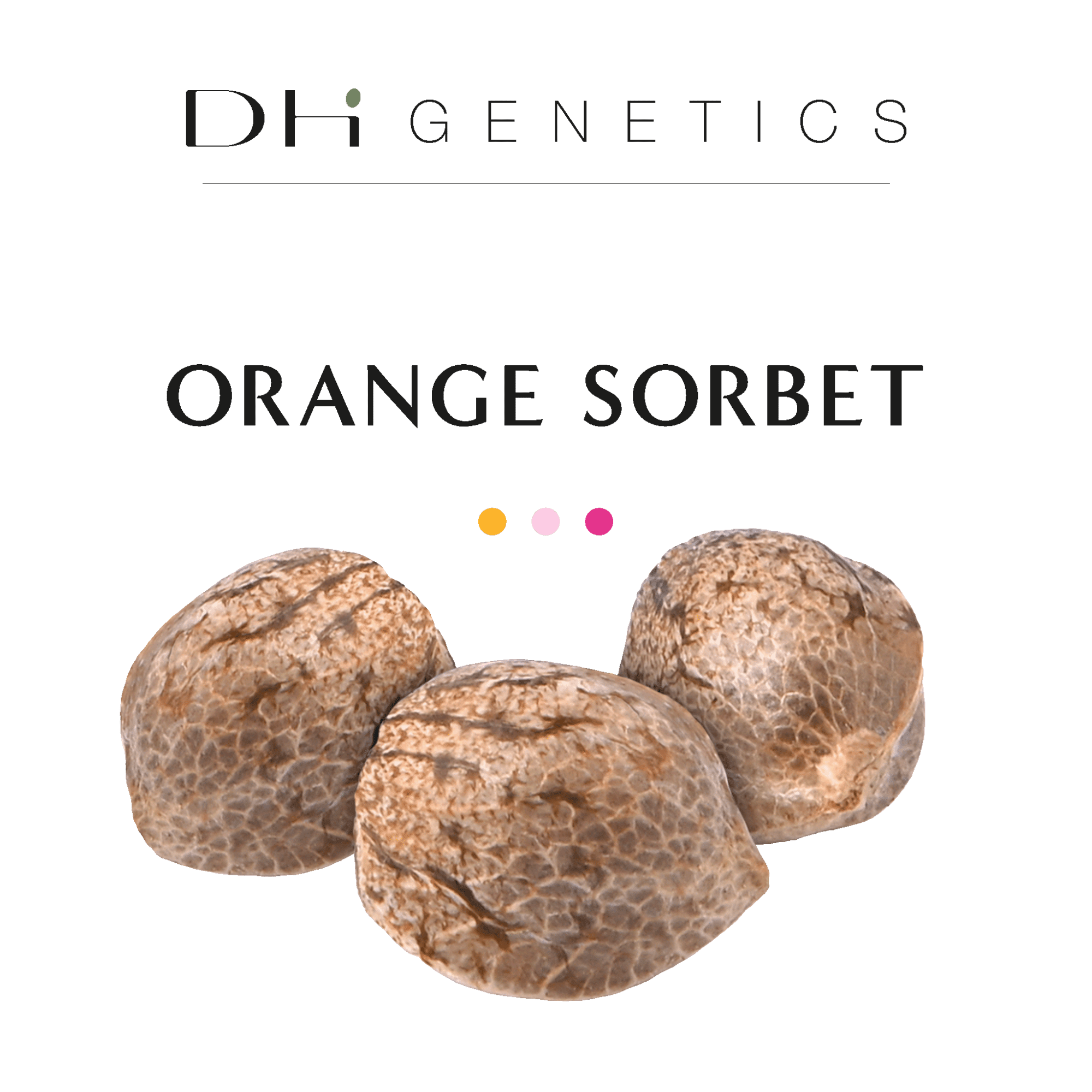 GRAINES CBD - Orange Sorbet