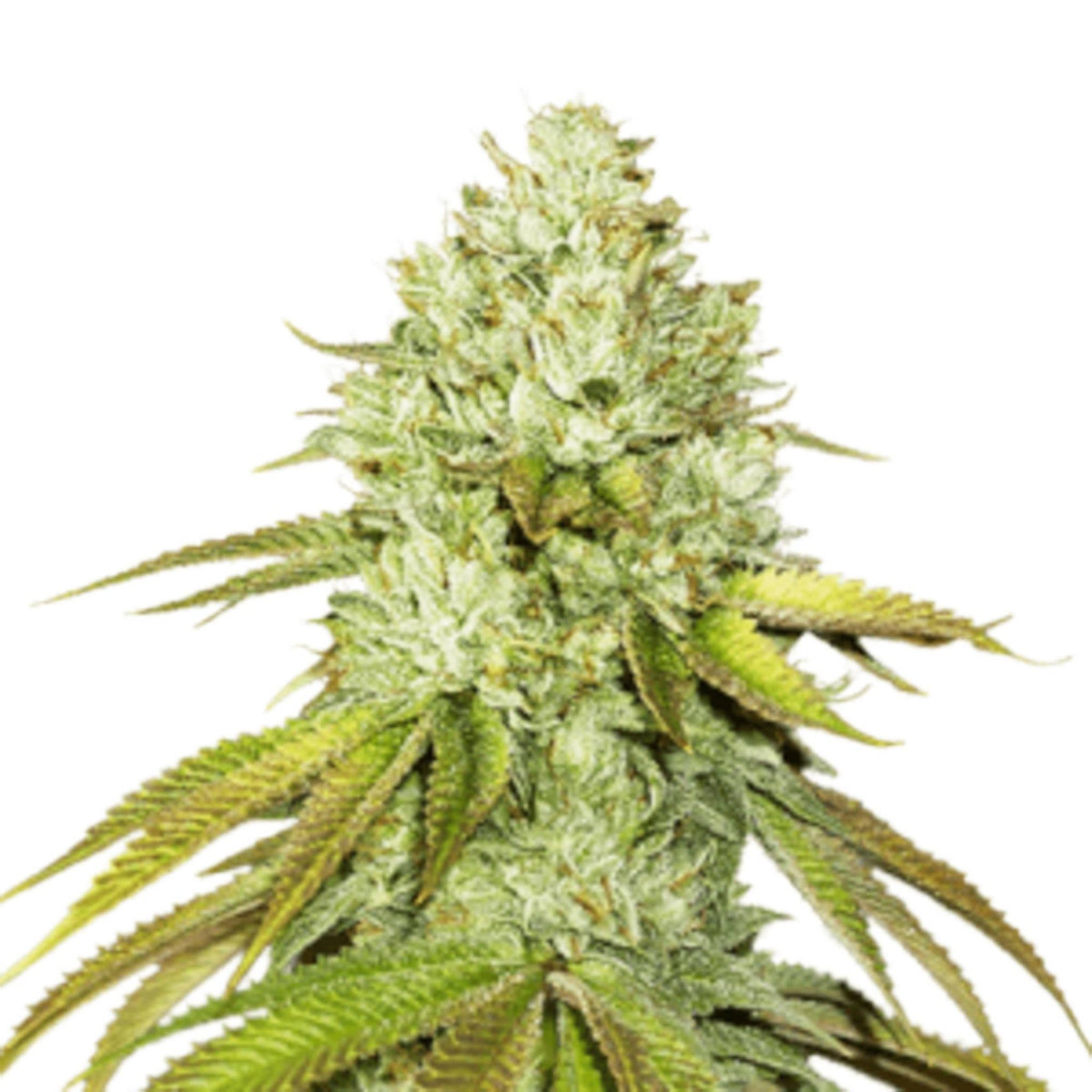 GRAINES CBD - Pineapple Express (2)