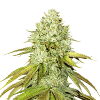 GRAINES CBD - Pineapple Express (2)