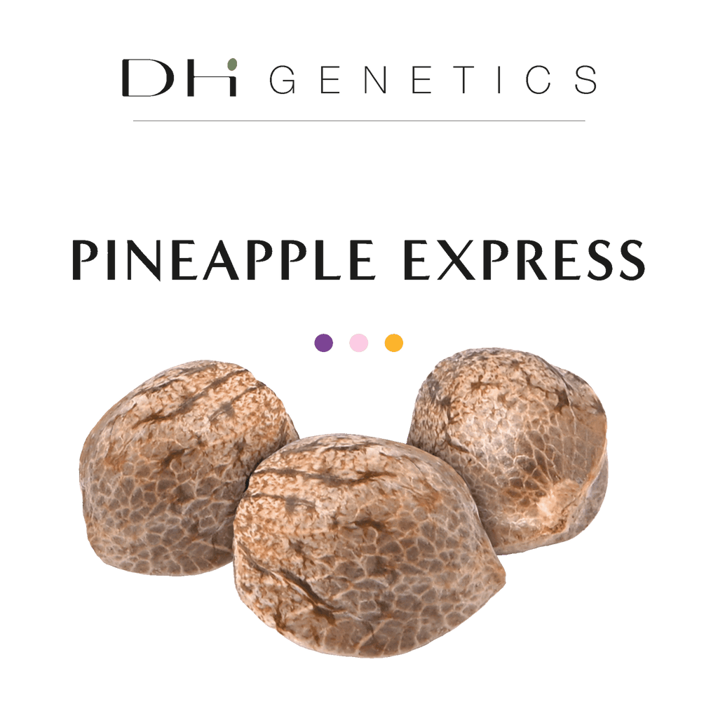 GRAINES CBD - Pineapple Express