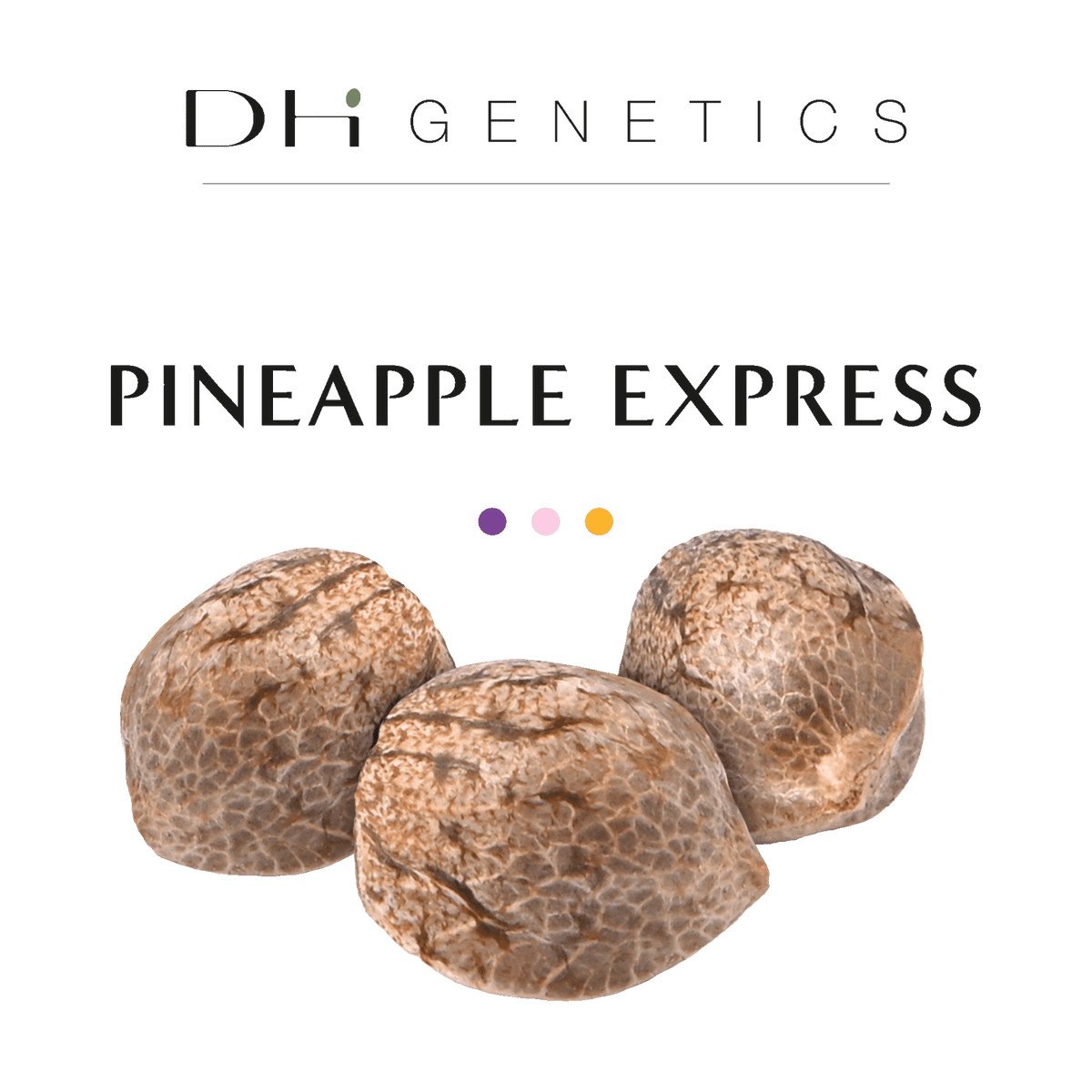 GRAINES CBD - Pineapple Express