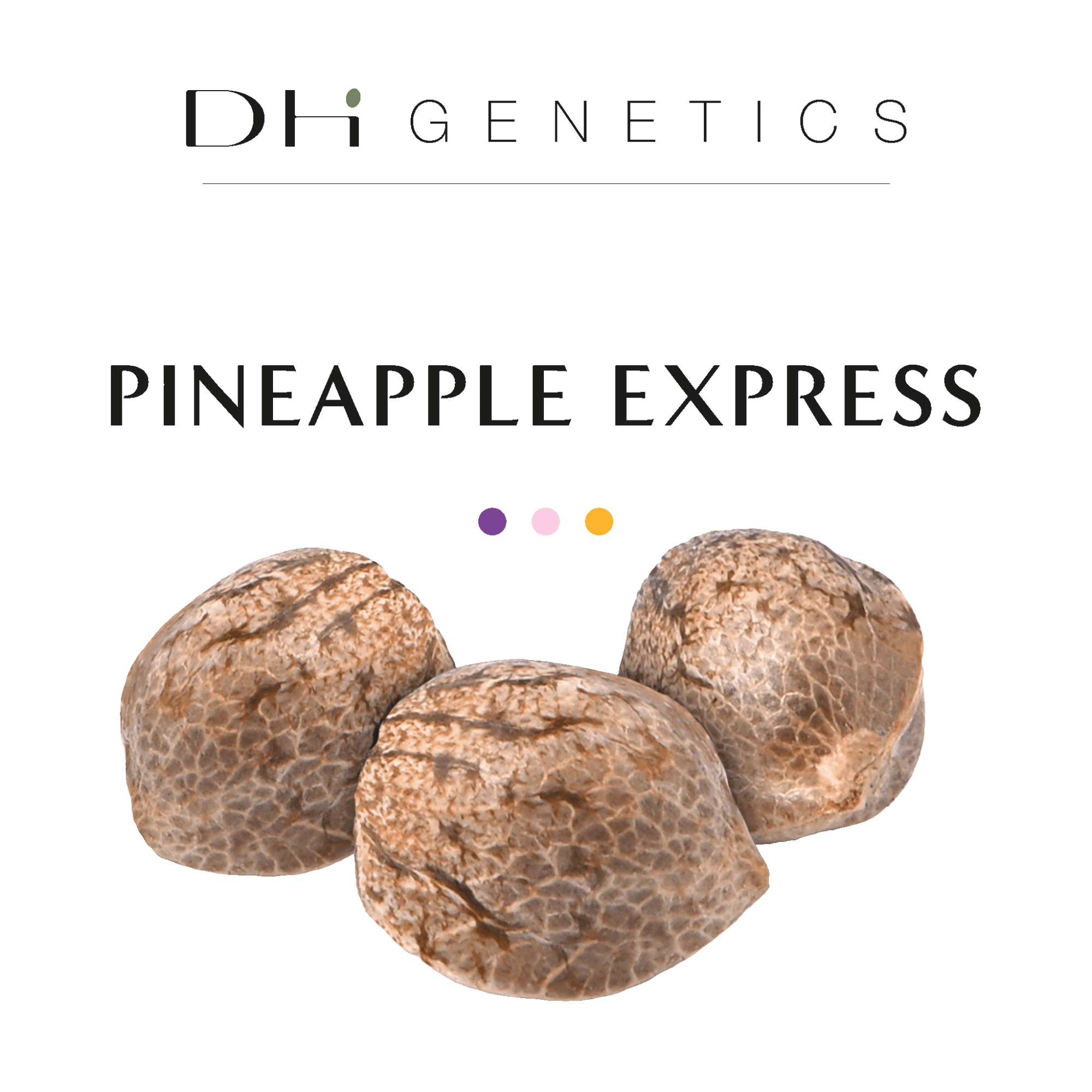 GRAINES CBD - Pineapple Express