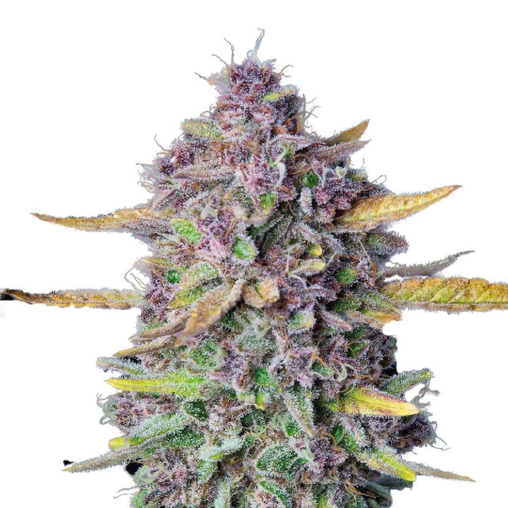 GRAINES CBD - Purple Punch Automatique (2)