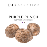 GRAINES CBD - Purple Punch Automatique