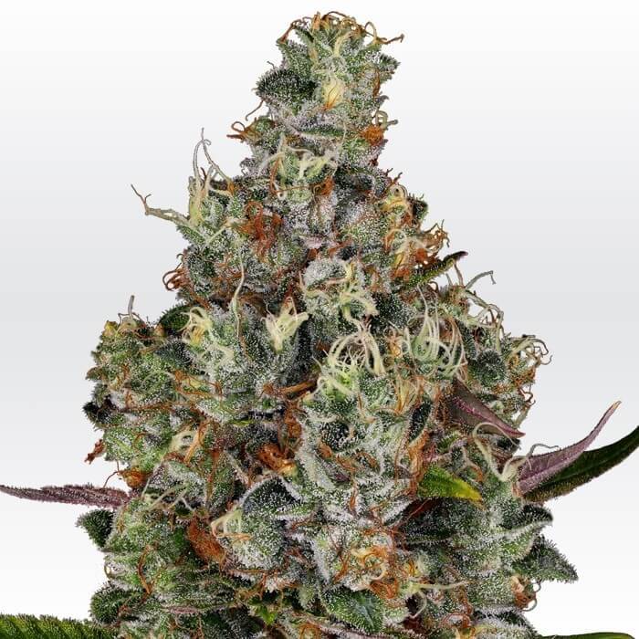 GRAINES CBD - Rainbow Cake (2)