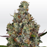 GRAINES CBD - Rainbow Cake (2)