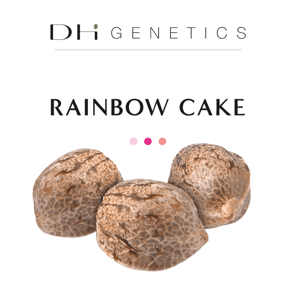 GRAINES CBD - Rainbow Cake