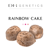 GRAINES CBD - Rainbow Cake