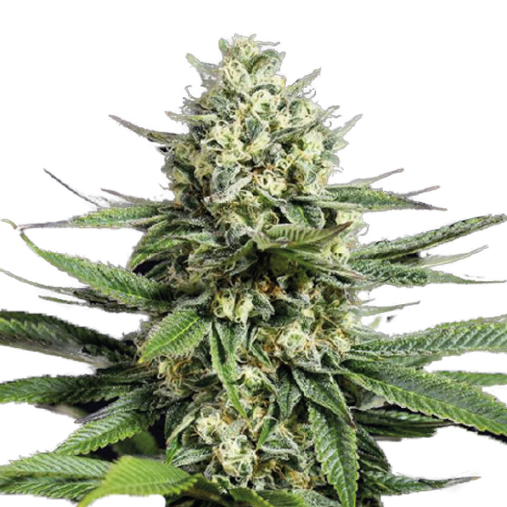 GRAINES CBD - Tropicana Cookie (2)