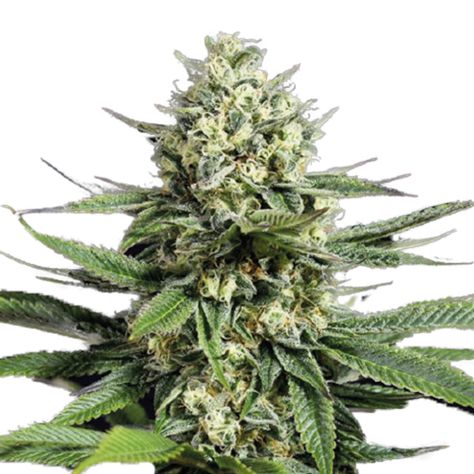 GRAINES CBD - Tropicana Cookie (2)