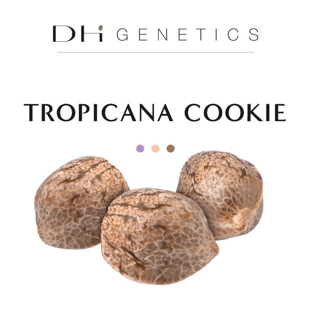 GRAINES CBD - Tropicana Cookie