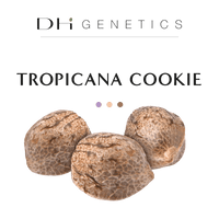 GRAINES CBD - Tropicana Cookie