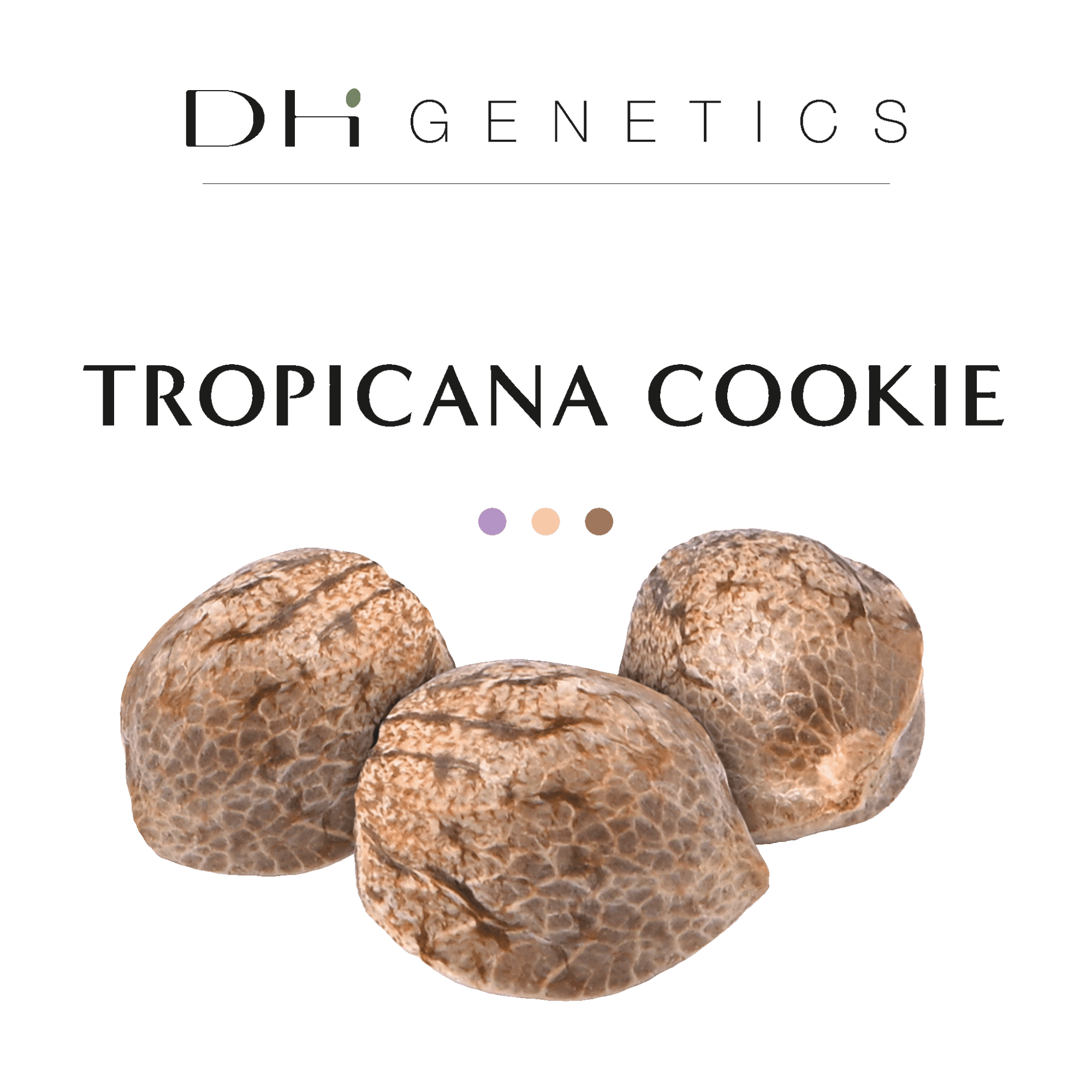 GRAINES CBD - Tropicana Cookie