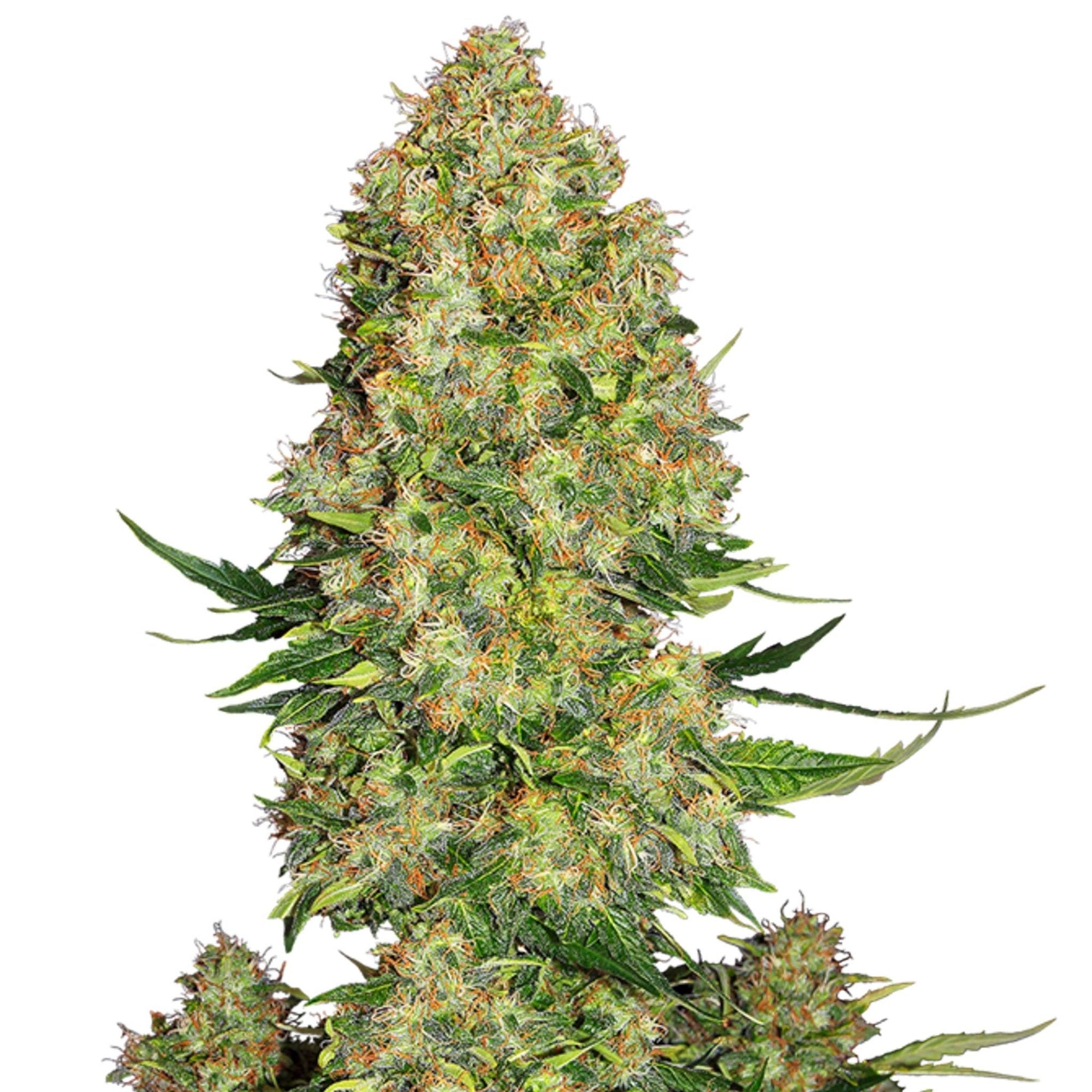 GRAINES CBD - Tutti Frutti (2)