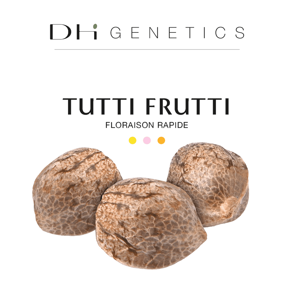 GRAINES CBD - Tutti Frutti (rapide)