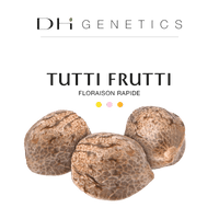 GRAINES CBD - Tutti Frutti (rapide)