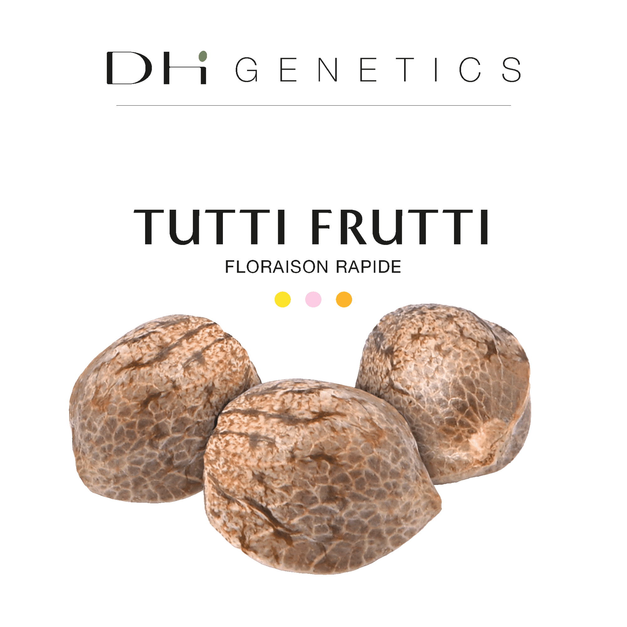 GRAINES CBD - Tutti Frutti (rapide)