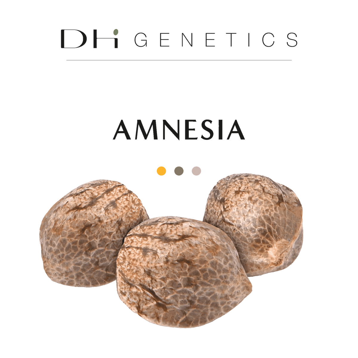amnesia thc
