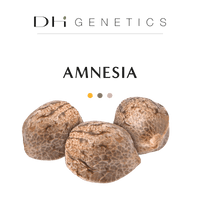 amnesia thc